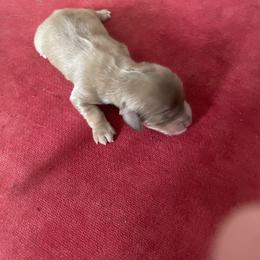 Boy 1 - Piebald male Dachshund puppy in Yelm, Washington from Hughes' Doxies