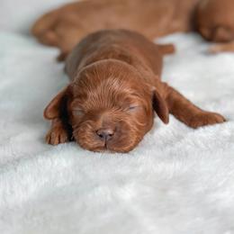Strawberry - Red female Cockapoo puppy in Pledger, Texas from Sugarbear Cockapoos