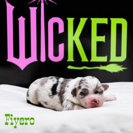 Fiyero - Blue merle male Miniature American Shepherd puppy in Groesbeck, Texas from Epic Miniature American Shepherds