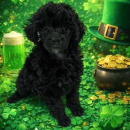 HP Red - Blue female Poodle puppy in Benson, North Carolina from A Bundle of Love