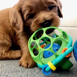 Cavapoo Puppies from Cedar Sprout Puppies