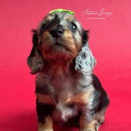 Girl 1 - Dapple female Dachshund puppy in Clever, Missouri from Autumn Breeze Dachshunds