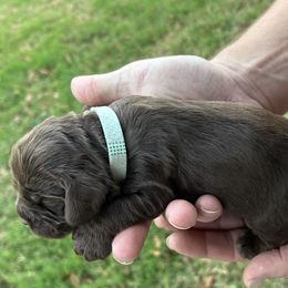 Little Blue - Brown male Cocker Spaniel puppy in Palestine, Texas from Chocolate Cocker Spaniels