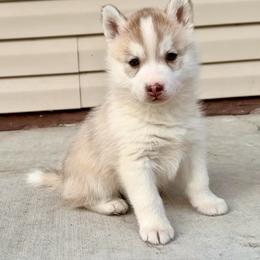 Red girl - Red and white female Siberian Husky puppy in Jacksonville, North Carolina from Seabound Siberians