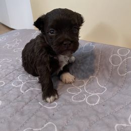 Sammie - Chocolate Havanese puppy in Portage, Indiana from Happiness in Havanese