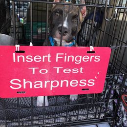 American Pit Bull Terrier Puppies from Kaotic APBTs