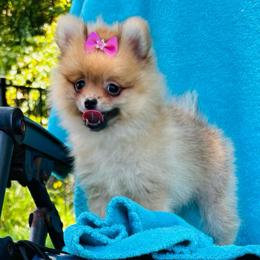 Ginger - Orange parti female Pomeranian puppy in Green Cove Springs, Florida from Natasha's Ark of Joy