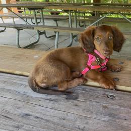 Bloom - Red female Dachshund puppy in Maidsville, West Virginia from L&B Lowriders