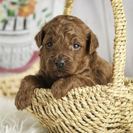 Clara - Red  female Poodle puppy in Etna Green, Indiana from Perfect Match Poodles