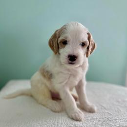 Spruce - Parti male Goldendoodle puppy in Stanford, Kentucky from Holloway Goldendoodles