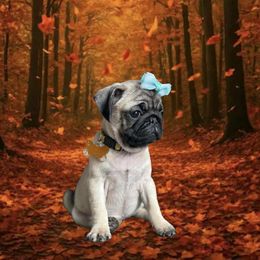 Pug Puppies from Lisa's Pugalicious Pugs