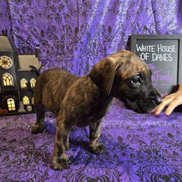 Millicent - Brindle female Great Dane puppy in Batavia, New York from White House of Danes