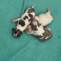 Chihuahua puppies from Exotic City Pomeranians and chihuahuas