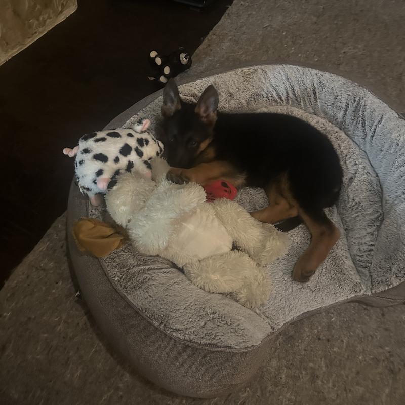 A puppy from Alsup German Shepherds, photographed by Angeline Juliana M.