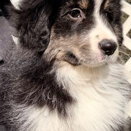 Miniature American Shepherd puppies from Shamayim Shepherds