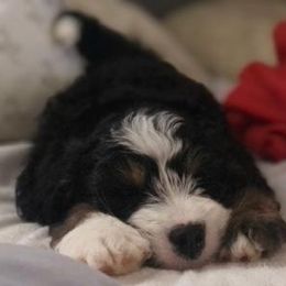 Bernedoodle and Dachshund Puppies from Heavenly Heritage Dachshunds