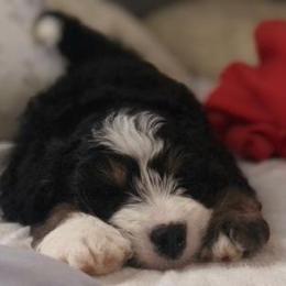 Bernedoodle and Dachshund Puppies from Heavenly Heritage Dachshunds