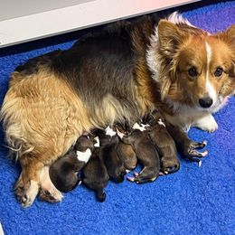 French Bulldog and Pembroke Welsh Corgi Puppies from McFadden's Corgis and Frenchies