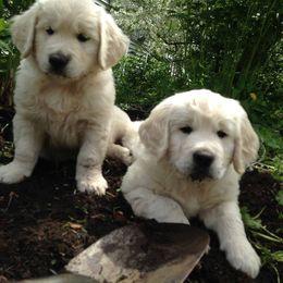 Golden Retriever and Labrador Retriever Puppies from Bear Pond Retrievers
