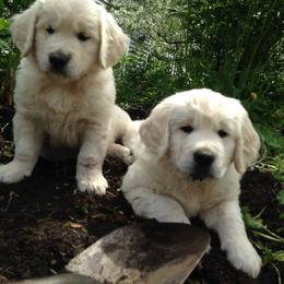 Golden Retriever and Labrador Retriever Puppies from Bear Pond Retrievers
