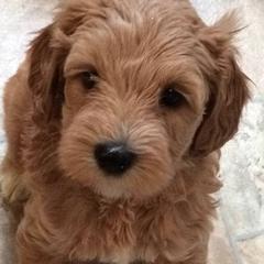 Australian Labradoodles from GALDS