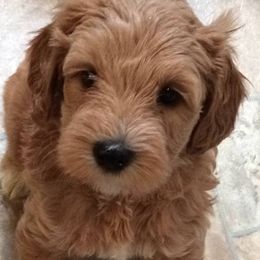 Australian Labradoodles from GALDS