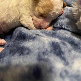 Poodle Puppies from Alpenglow Poodles