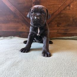 Cane Corso Puppies from Cowan Farms