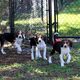 American Foxhound and American Staffordshire Terrier Puppies from Whitlow Kennel