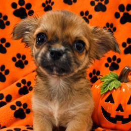 Reese - Black sabled fawn male Chihuahua puppy in Kyle, Texas from joy of chihuahuas tx