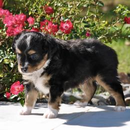 Carson - Black tri male Toy Australian Shepherd puppy in Bixby, Oklahoma from Roeboat Aussies