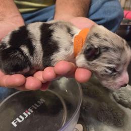 Girl 1 Orange - Atypical merle female Border Collie puppy in Bradley, South Carolina from DiCola Farm