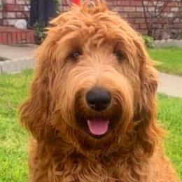 Paris - Labradoodle
