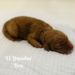 El Jimador - Goldendoodle puppy from Windsong Doodles