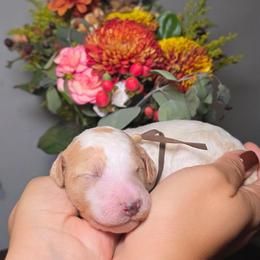 Vanilla (brown collar) - Parti female Poodle puppy in Plainfield, New Jersey from Caris Paws Poodles and Labradoodles