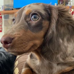 Dachshunds from Ledgebrook Manor Hounds