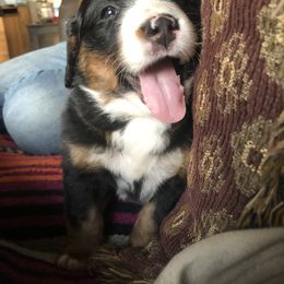 Bernese Mountain Dog Puppies from Berners of New Mexico