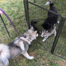 Siberian Husky Puppies from WILLIAM HUNDLEY