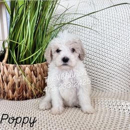 Girl 1 - female Sheepadoodle puppy in Sulphur Bluff, Texas from V6 Ranch Dogs