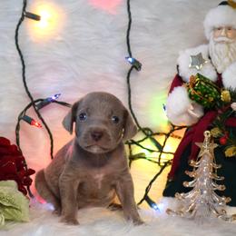 Blue Collar Boy  RUNT - Silver gray male Weimaraner puppy in Alexandria, Virginia from Silvr Galaxy Weimaraners