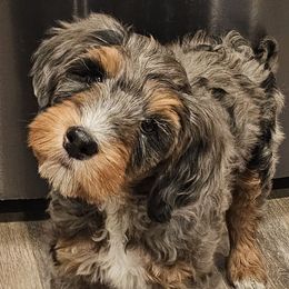 Grumpy - Bernedoodle puppy from Mi-De Doodles