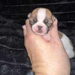 Biscuit - Sable spotted white female Chihuahua puppy in Palmyra, Indiana from Country Star Chihuahuas