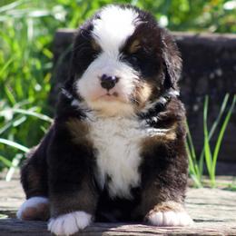 Green male - Black tan and white male Bernese Mountain Dog puppy in Winigan, Missouri from Home Sweet Bernese
