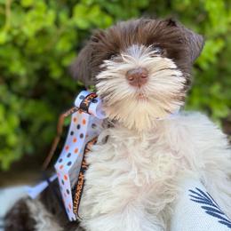 Emelia - Parti female Miniature Schnauzer puppy in Kentucky from Mrs Bs Teeny Schnauzers & Doodles