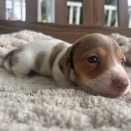 Chocolate And Tan Dapple Piebald - Dapple female Dachshund puppy in Blackstone, Virginia from Cheyenne's Dachshunds