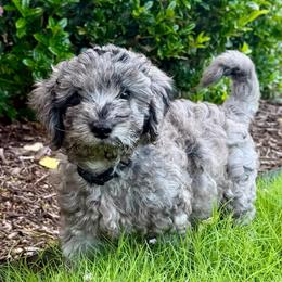 Cosmo - Blue merle male Aussiedoodle puppy in Midlothian, Texas from Gray Doodles