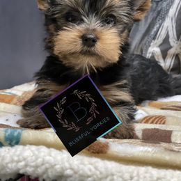 Yorkshire Terrier Puppies from Blissful_Yorkies