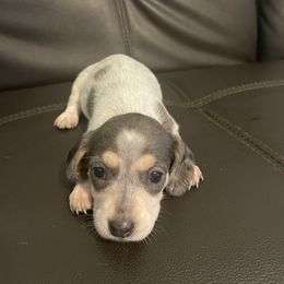 Dapple piebald - Black and cream female Dachshund puppy in Maui, Hawaii from Versatile Ohana