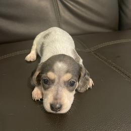 Dapple piebald - Black and cream female Dachshund puppy in Maui, Hawaii from Versatile Ohana