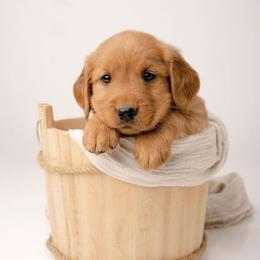 Franklin - Dark golden male Golden Retriever puppy in Buhl, Idaho from Atkinson's Goldens